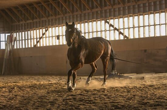 Springreiten: Weltcup –...