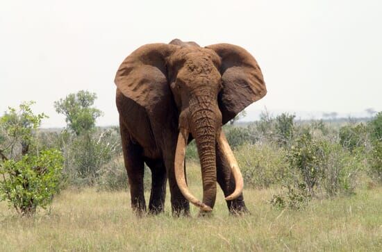 Afrika: Kontinent der Vielfalt