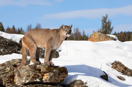 Il puma delle montagne...