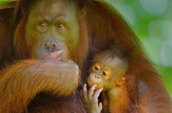 Earth's Tropical Islands