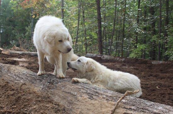 Home Rescue – Wohnen in der Wildnis