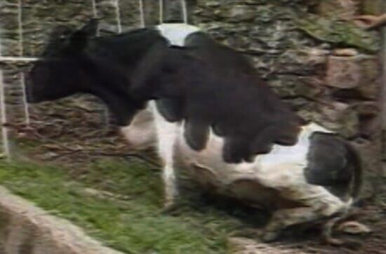 Vache folle, la Bretagne...