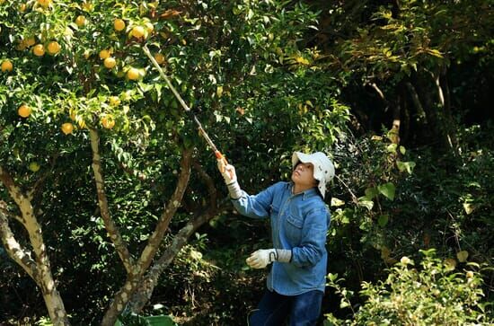 Les maîtres des citrons