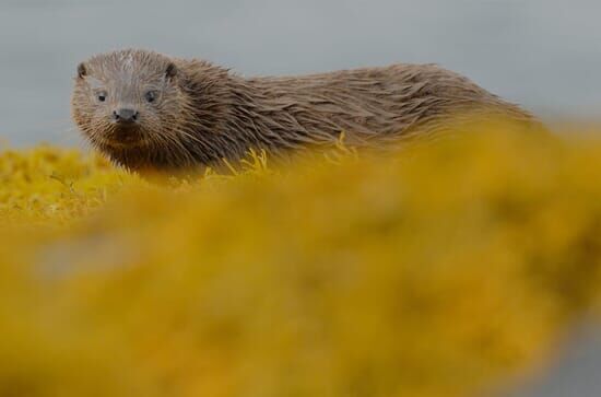 Scotland: The New Wild