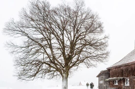 Les Alpes Suisses : Entre...