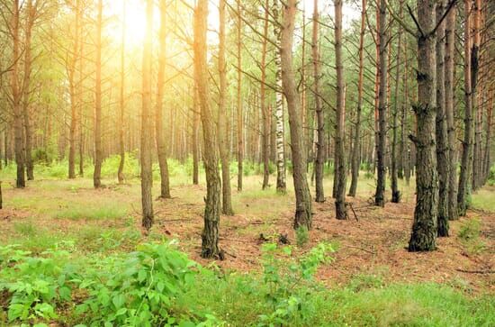 Leben unter Bäumen – Ein Jahr im Wald